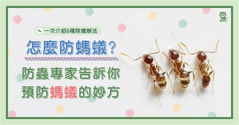 家裡有螞蟻 原因|怎麼防螞蟻？螞蟻大軍怕什麼？居家螞蟻防治專家告訴。